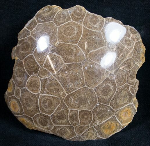 Polished Fossil Coral Head - Very Detailed #9341